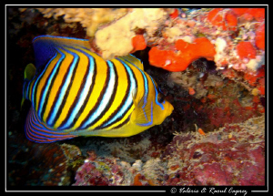 Pygoplites diacanthus taken in Embudu (Maldives) by Raoul Caprez 